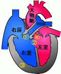 ファロー四徴の血液の流れ