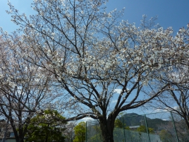 山桜